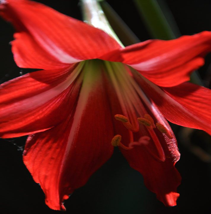 Daffodil Project