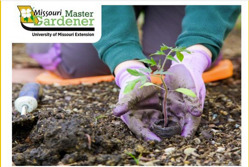 Missouri Master Gardener program, University of Missouri Extension — hands planting a seedling