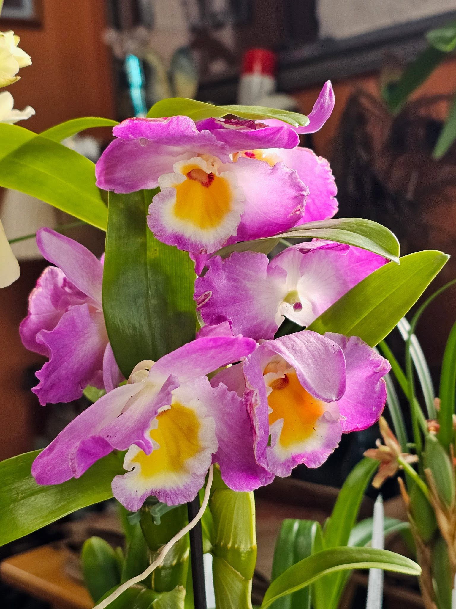 Orchid Care